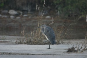 White-bellied-Heron--300x200